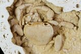 Fossil Crab (Potamon) Preserved in Travertine - Turkey #106454-4